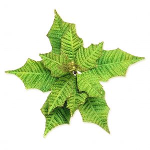 Flor Ponsetia