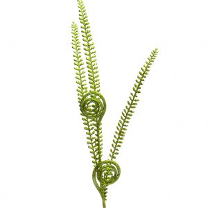 Follaje Espiral Verde